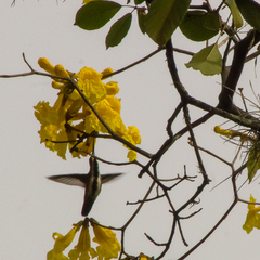 Anthracothorax nigricollis