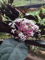 Clerodendrum quadriloculare