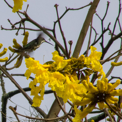 Anthracothorax nigricollis