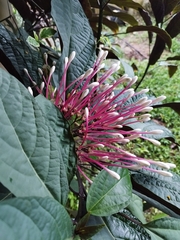 Clerodendrum quadriloculare