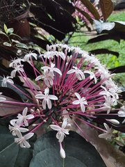 Clerodendrum quadriloculare