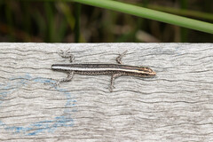Cryptoblepharus pulcher
