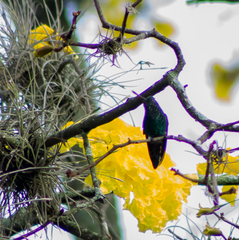 Chlorostilbon melanorhynchus