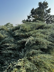 Juniperus horizontalis