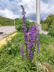 Lobelia fenestralis