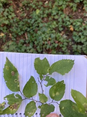 Celtis occidentalis