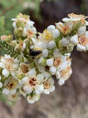 Chamaebatiaria millefolium