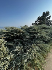Juniperus horizontalis