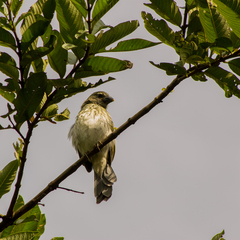 Saltator striatipectus