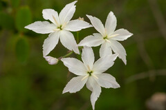 Leucocoryne ixioides