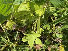 Vigna angularis nipponensis