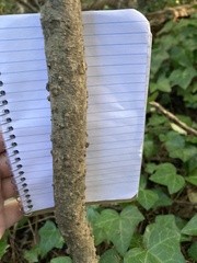 Celtis occidentalis