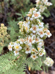 Chamaebatiaria millefolium