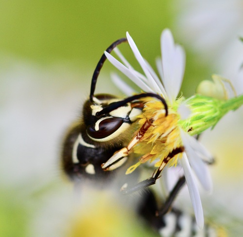 Bald-faced hornet