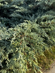 Juniperus horizontalis
