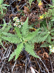 Chamaebatiaria millefolium
