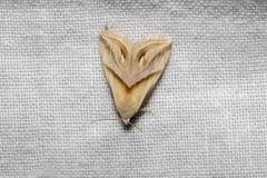 Eublemma cochylioides