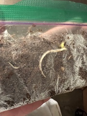 Acer pictum