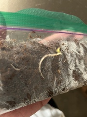 Acer pictum