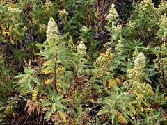 Chamaebatiaria millefolium