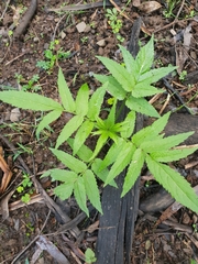 Sambucus gaudichaudiana