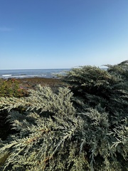 Juniperus horizontalis