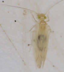 Xanthocaecilius