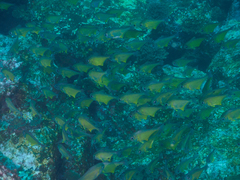 Pempheris affinis