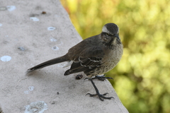 Mimus thenca