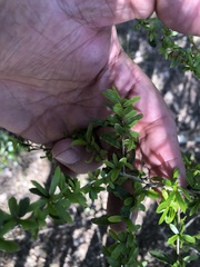 Pittosporum viscidum