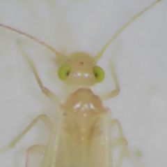 Xanthocaecilius