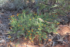 Gompholobium foliolosum