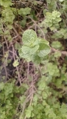 Brickellia veronicifolia