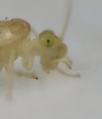 Xanthocaecilius