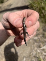 Pseudemoia pagenstecheri