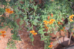 Gompholobium foliolosum