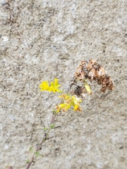 Solidago squarrosa