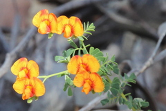 Gompholobium foliolosum