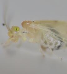 Xanthocaecilius