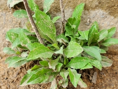 Solidago squarrosa