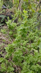 Brickellia veronicifolia