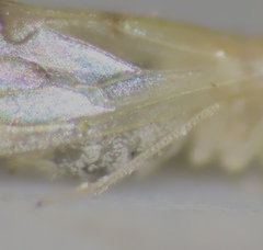 Xanthocaecilius