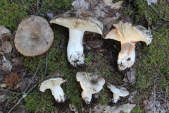 Russula dissimulans