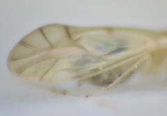 Xanthocaecilius