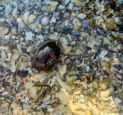 Lyncina vitellus