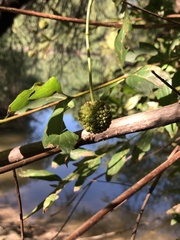 Cephalanthus occidentalis