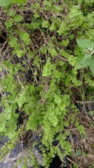 Brickellia veronicifolia