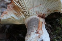 Russula dissimulans
