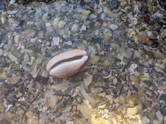 Lyncina vitellus