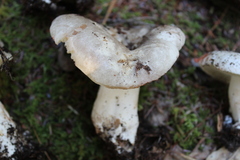 Russula dissimulans